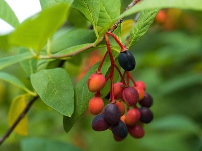 Bird Cherry