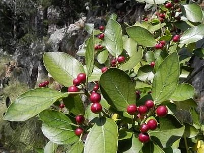 Evergreen Buckthorn