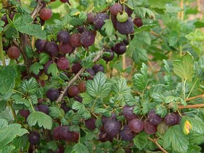 Japanese Gooseberry Japanese Gooseberry