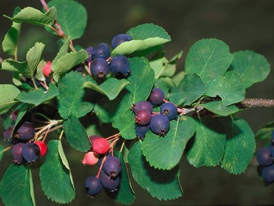 Juneberry