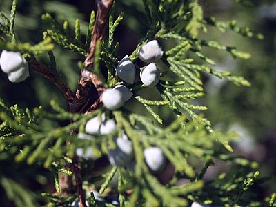 Juniper Juniper