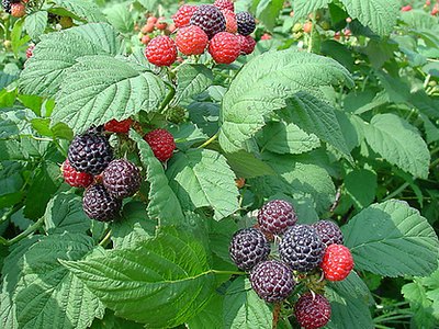 Korean Black Raspberry Korean Black Raspberry