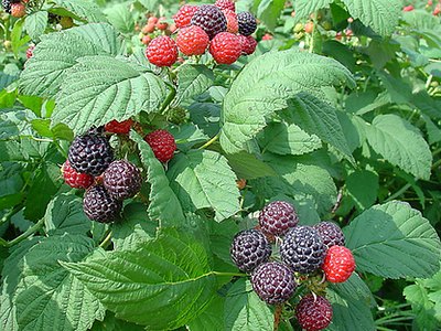 Korean Black Raspberry