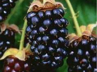 Kotata Blackberry