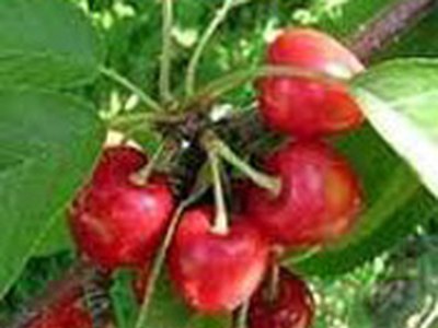 Lambert Cherry Lambert Cherry