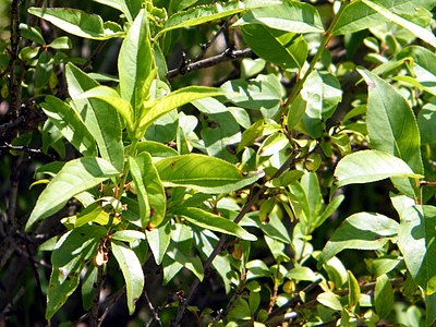 Lanceleaf Buckthorn Lanceleaf Buckthorn