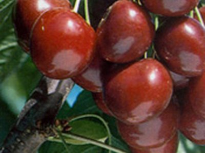 Lapins Cherry Lapins Cherry