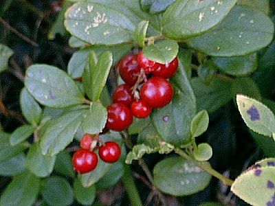 Redberry Redberry