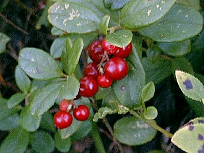 Lingonberry