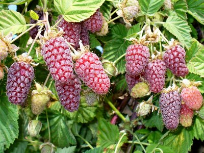 Loganberry Loganberry