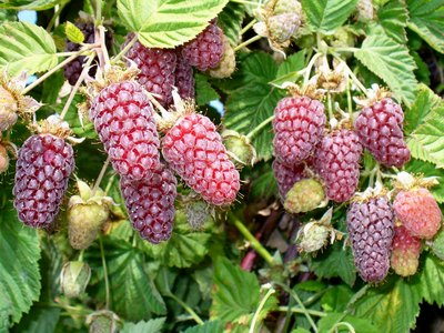 Loganberry