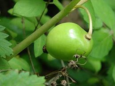 Indian Apple