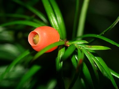 Mexican Yew Mexican Yew