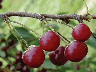 Montmorency Cherry