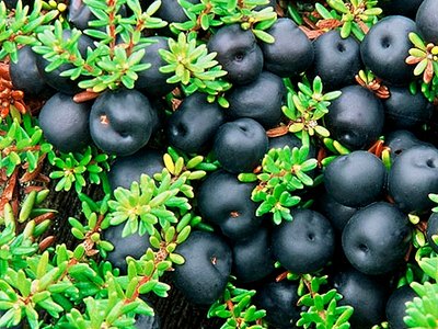 Twin Leaved Huckleberry Twin Leaved Huckleberry