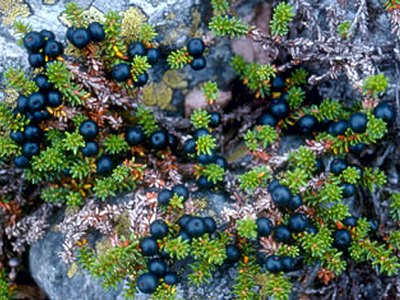Mountain Crowberry Mountain Crowberry