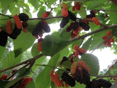 Mulberry Mulberry