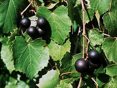 Muscadines