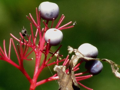 Sweet Viburnum