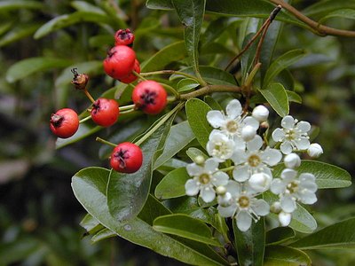 Narrowleaf Firethorn Narrowleaf Firethorn