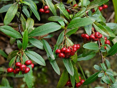 Nepalese Firethorn Nepalese Firethorn