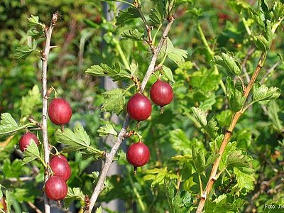 North American Gooseberry North American Gooseberry