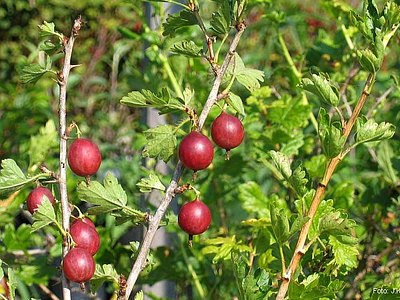 North American Gooseberry