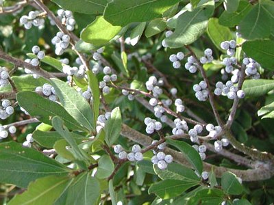 Northern Bayberry Northern Bayberry