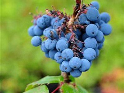 Oregon Grape Oregon Grape
