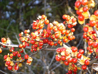 Climbing Spindleberry