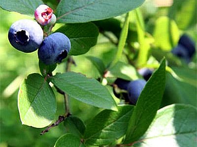 Oval Leaved Bilberry Oval Leaved Bilberry