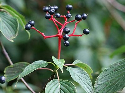Alternate Leaf Dogwood Alternate Leaf Dogwood