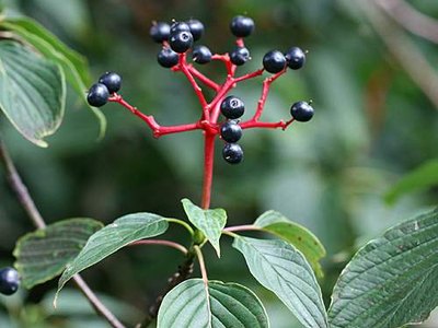 Pagoda Dogwood