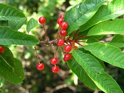 Fire Cherry Fire Cherry