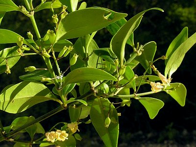 Pineland Milkberry Pineland Milkberry