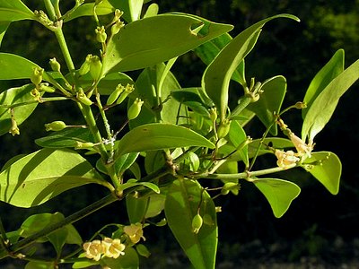 Pineland Snowberry