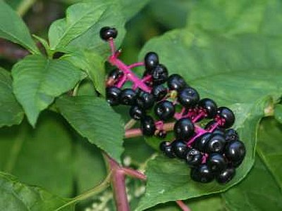 Pokeweed