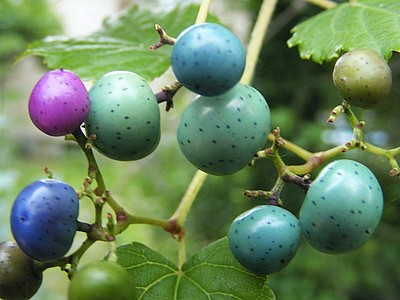 Porcelain Berry Porcelain Berry