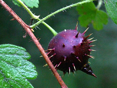 Prickly Gooseberry Prickly Gooseberry