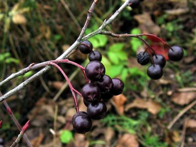 Purple Chokeberry Purple Chokeberry