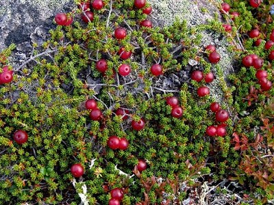 Purple Crowberry