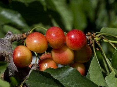 Rainier Cherry Rainier Cherry