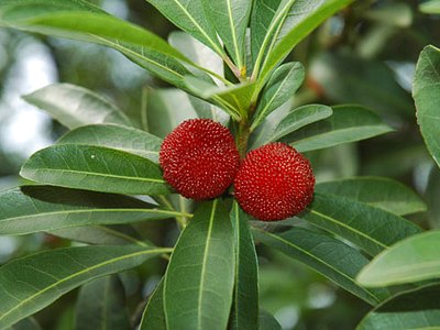 Red Bayberry Red Bayberry
