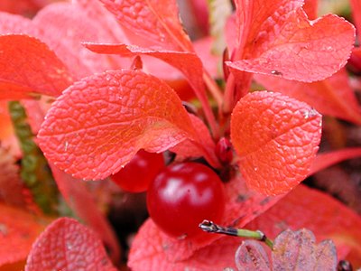 Red Bearberry