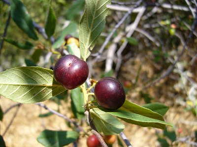 Red Buckthorn Red Buckthorn