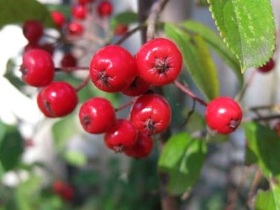 Chokeberry Chokeberry