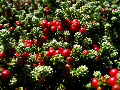 Red Crowberry