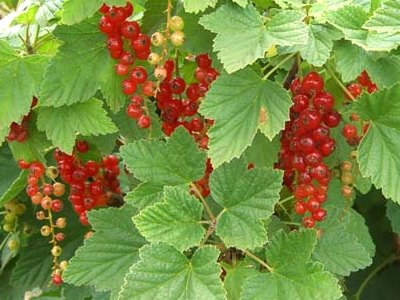 Red Currant Red Currant