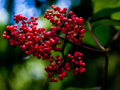 Red Elderberry Red Elderberry