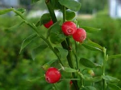 Red Huckleberry Red Huckleberry